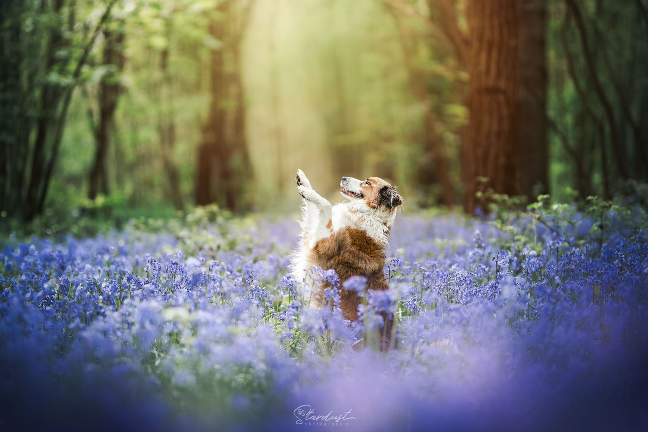 Apprenez à faire de belles photos de votre chien